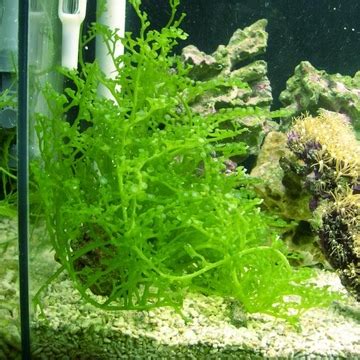 Живые водоросли для аквариума