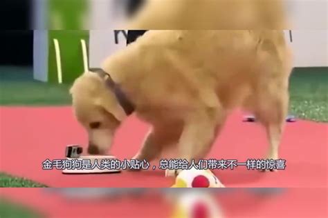 傲娇的柴犬，越安慰越生气，主人的一个举动让狗狗笑了出来柴犬举动主人