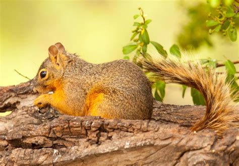 38 Types Of Squirrels Field Guide Names Photos And More