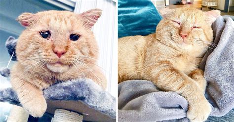 Incroyable transformation Ce chat triste retrouve le bonheur après la