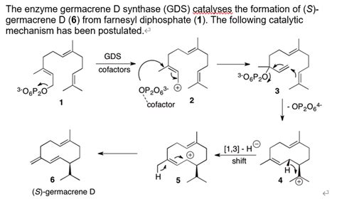 Solved The Enzyme Germacrene D Synthase GDS Catalyses The Chegg