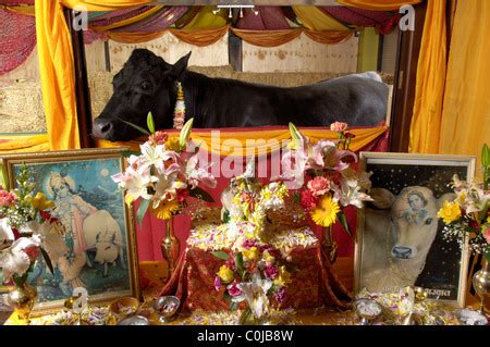 Shambo the bull Stock Photo - Alamy