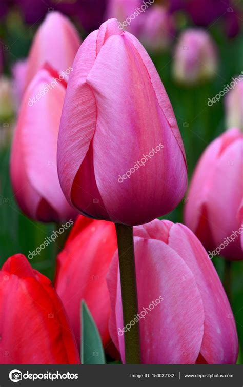 Perfect Pink Tulips Stock Photo By ©montana 150032132