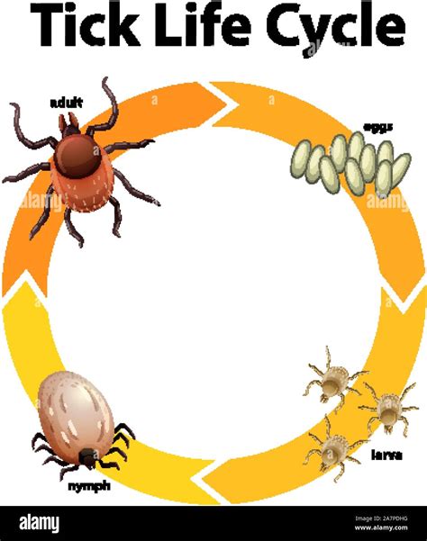 Life Cycle Of A Tick Diagram