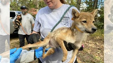 Dead Dogs 43 Starving Dogs Found At Missouri Breeder