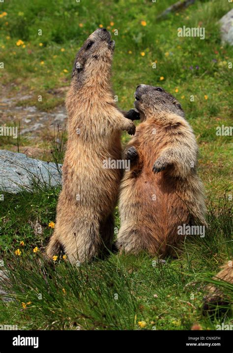 Alpen Murmeltier Marmota Marmota Zwei Alpine Murmeltiere Stehen