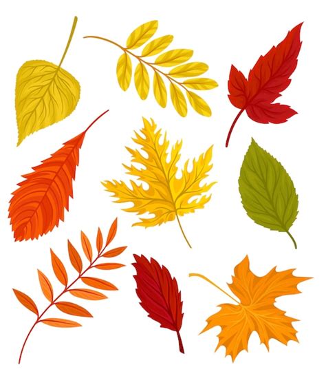 Collection Of Beautiful Colourful Autumn Leaves Illustration On A White