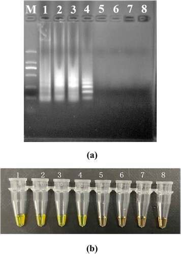 Full Article Establishment And Application Of A Rapid Visual Detection