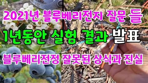 블루베리나무 전지전정 잘못된 상식과 진실 블루베리관리 2021년 질문들 블루베리 전지후 1년동안 실험 결과 발표 블루베리