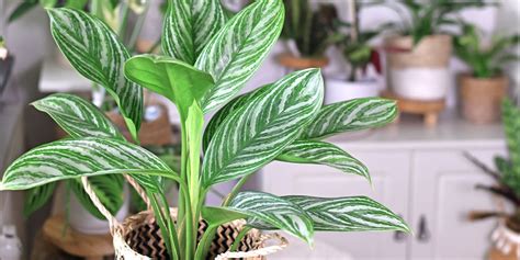 The Best Low-Light Tropical Houseplants | Plant Perfect