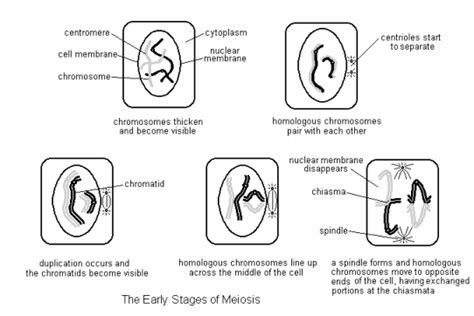 Nuclear Envelope Mitosis