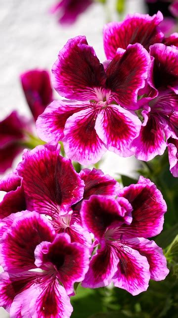 Pelargonia Kwiat Pelargonie Darmowe zdjęcie na Pixabay