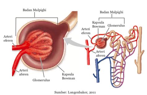 Ginjal: Sistem Ekskresi pada Manusia | Biologi Kelas 8