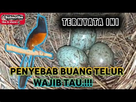 Penyebab Murai Batu Buang Telur Dan Cara Mengatasinya Serta Murai