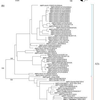 Maximum Likelihood Phylogenetic Tree Constructed Based On A Partial