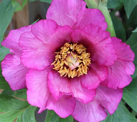 Thalia Tree Peony Halifax Perennials Inc