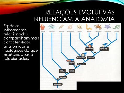 Introdu O Anatomia E Fisiologia Comparada Dos Vertebrados Ppt