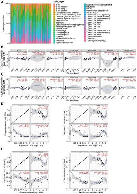 Exploring The Role Of Innate Immunity In Cholangiocarcinoma