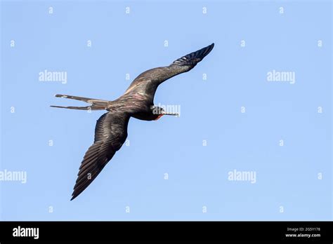 Magnificent Frigatebird Fregata Magnificens Single Bird In Flight