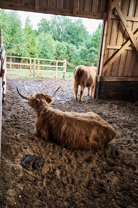 Scottish Highland Cattle Lying In The Pen Back View Of Big Brown Hairy