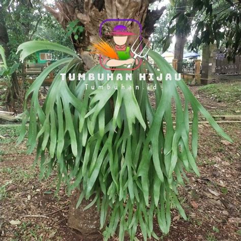 Jual Tanaman Hias Kadaka Tanaman Tanduk Rusa Tanduk Uncal Shopee