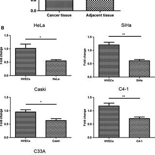 Differential Expression Levels Of MiR4855p In Normal Cervical Tissue