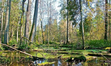 Bialowieza Forest