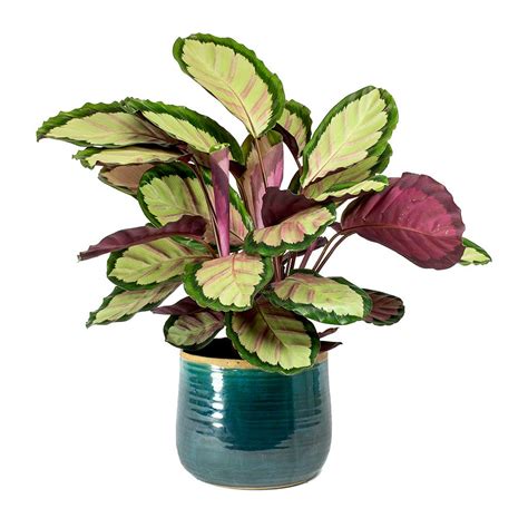 Calathea Indoor Plants - Air Purifying Greenery | Hortology.co.uk