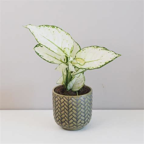 Aglaonema ‘White Joy’ | Izbová rastlina - Plantizia.sk