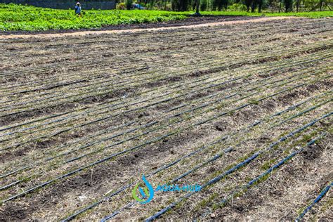 Drip Irrigation System Drip Kit In Kenya By Aqua Hub