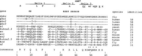 Comparison Of Eukaryotic Homeodomains With The Pbx Homeodomain