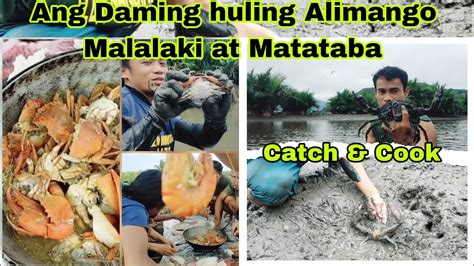 Pagharvest Ng Malalaki At Matatabang Alimango Sa Fishpond Best