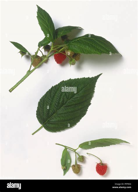 Raspberry Sprigs Of Fruit And Leaves Stock Photo Alamy