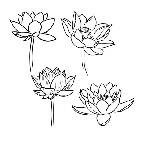 lotus flower vector sketch 36440609 Vector Art at Vecteezy