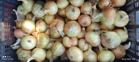 ПРОДАМ ЛУК, ЧЕСНОК. ЦЕНА ЛУК 40 РУБ. ЗА КИЛОГРАММ. ЧЕСНОК 250РУБ. ЗА ...