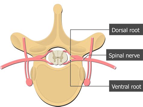 Ventral and dorsal roots of the spinal cord | GetBodySmart