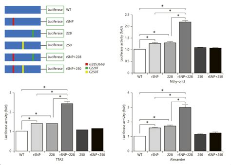 Effect Of Tert Promoter Rsnp Or Mutations On Reporter Gene Activity