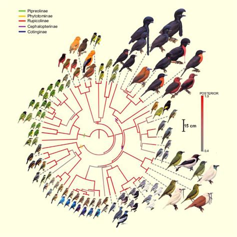 Ornithologists Map Family Tree of Mysterious Cotinga Birds ...