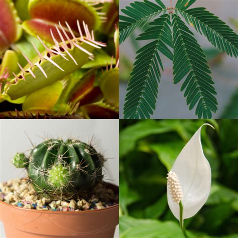 Plant Adaptations