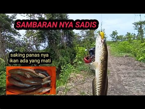 SANGAT GANAS IKAN GABUS KELAPARAN DI SPOT BELUM TERJAMAH