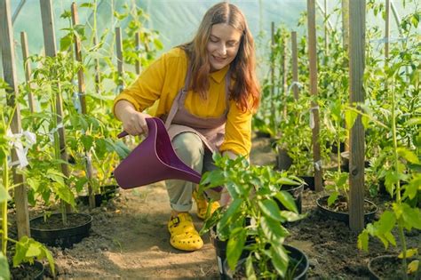 Agricultor regando una planta de tomate orgánico en un invernadero de