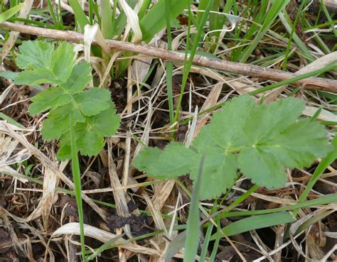 Wild Parsnip Pastinaca Sativa Prairie Haven