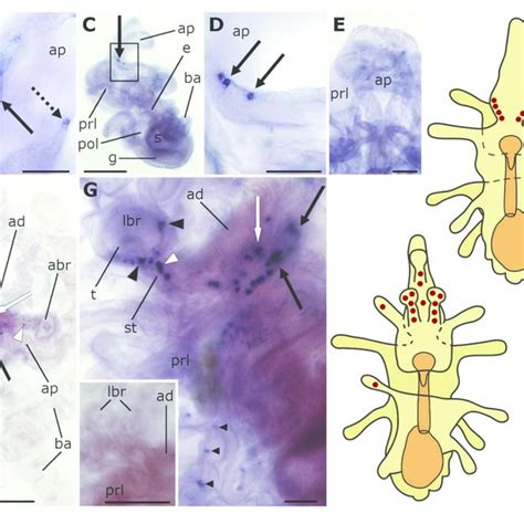 Schematic Diagrams Of The General Anatomy Of Starfish Asterias