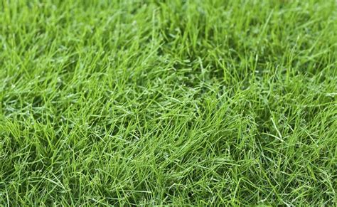 Fine Fescue Care Information And Tips On Using Fine Fescue For Lawns Gardening Know How