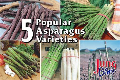 5 Popular Asparagus Varieties Jung Seed Gardening Blog