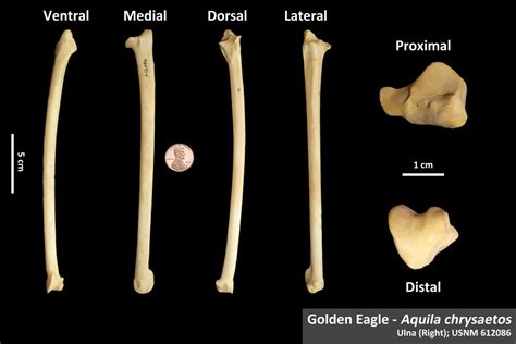 Cat Radio Ulna Osteoid Bone Identification Hot Sex Picture