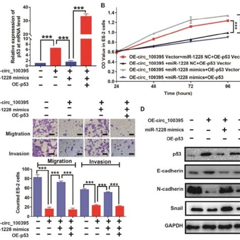 Circ 100395 Suppresses The Proliferation Migration Invasion And Emt