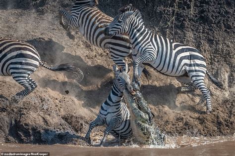 Crocodile in Kenya clamps its jaws down on zebra's mouth before dragging it to its doom | Daily ...