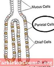 Parietal cells: characteristics, histology, functions, diseases ...