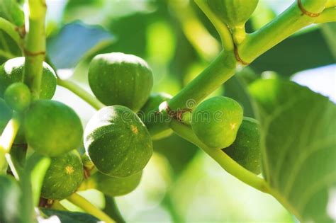 Ramo De Figo Ficus Carica Folhas E Frutos Conceito De Colheita Foco